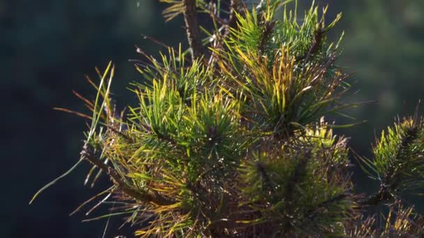 Pinheiro ao pôr do sol na floresta de primavera — Vídeo de Stock