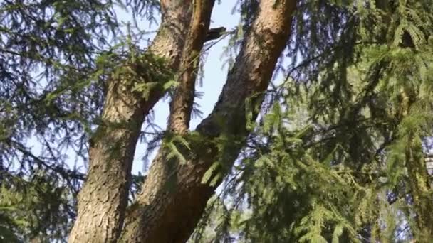 Green pine trees in the spring forest — Stock Video