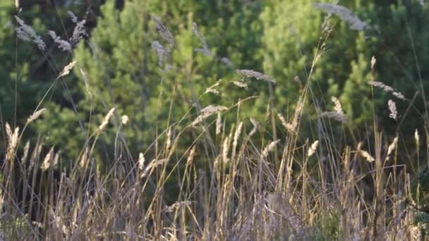 Blades of dried grass in the meadow at sunset in forest — Stock Video