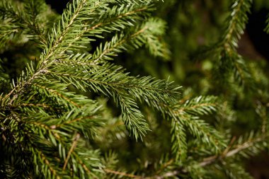 Güzel güneşli ormanda ladin yeşil sprigs ile Arka plan