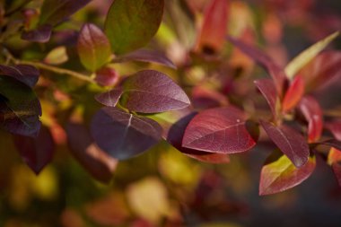 Güneşli ormanda güzel koyu kırmızı yaprakları