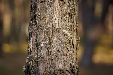 Güzel güneşli ormanda ağaç gövdesi closeup