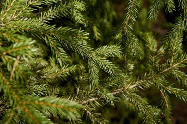 Güzel güneşli ormanda ladin yeşil sprigs ile Arka plan
