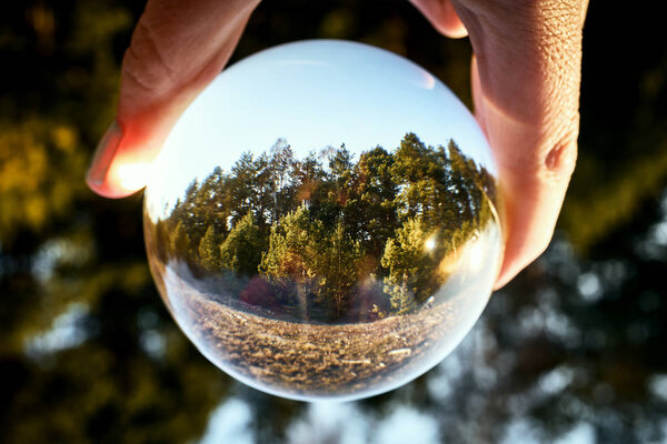 Вверх ногами пейзаж красивого солнечного леса с женской рукой
