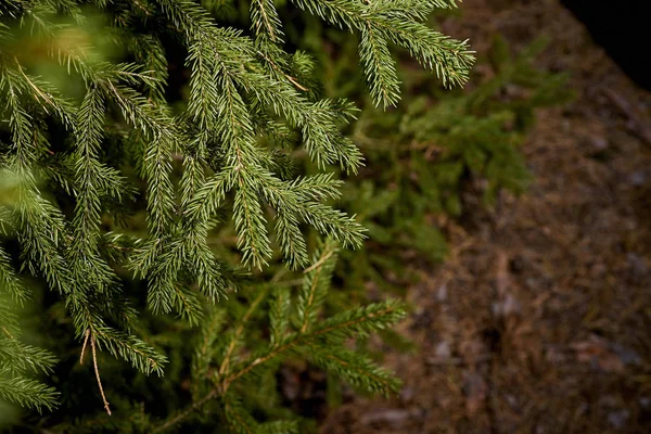 Sfondo con rametti verdi di abete rosso in bella foresta soleggiata — Foto Stock