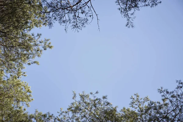 Vista de las copas de los árboles contra el cielo en el hermoso bosque de primavera — Foto de Stock