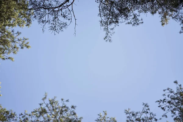 Vue des cimes des arbres contre le ciel dans la belle forêt printanière — Photo