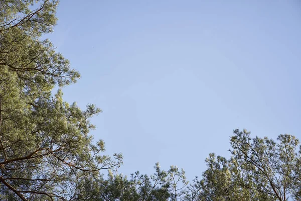 Vue des cimes des arbres contre le ciel dans la belle forêt printanière — Photo
