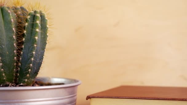 Gamla böcker och en stor grön kaktus i en metall kruka på en hylla — Stockvideo