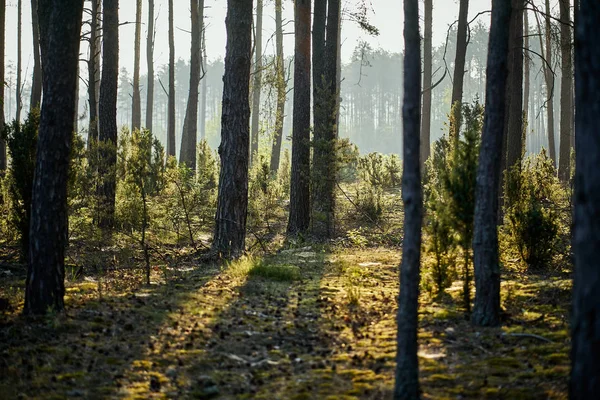 Paisaje verde de hermoso bosque de verano al amanecer — Foto de Stock