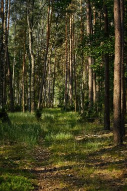 Gün doğumunda güzel yaz ormanıyeşil manzara