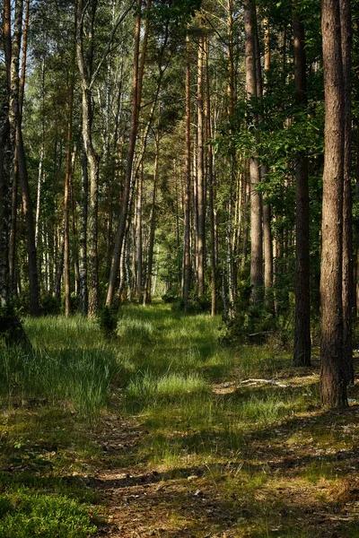 Paisaje verde de hermoso bosque de verano al amanecer — Foto de Stock