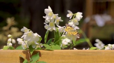 Ormanda yasemin çiçeği üzerinde oturan güzel kelebek Closeup