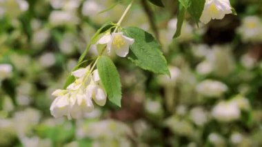 Ormanda güzel yasemin çiçekleri ile dal Closeup