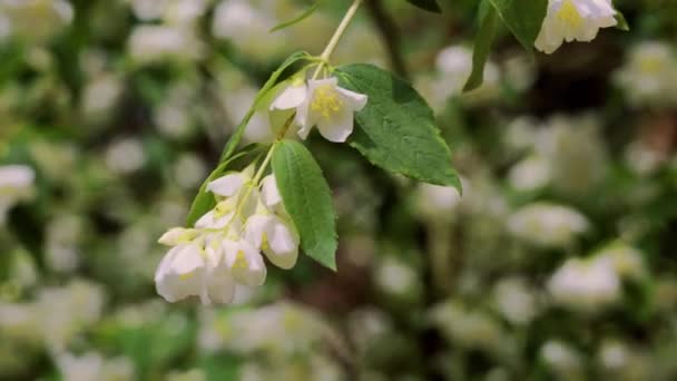 Close-up van twig met prachtige jasmijn bloemen in het bos — Stockvideo