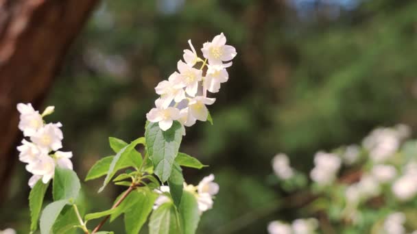 Närbild på Twig med vackra jasminblommor i skogen — Stockvideo