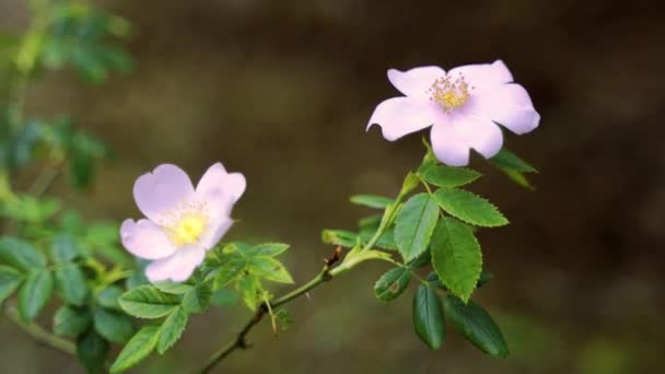 Прекрасний яскраво-рожевий цвіт шипшини в лісі в теплий літній день — стокове відео