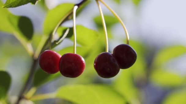 Красный вишневый плод, движущийся на ветру в летнем саду — стоковое видео