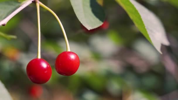 Red cherry fruit moving in the wind in the summer garden — Stock Video