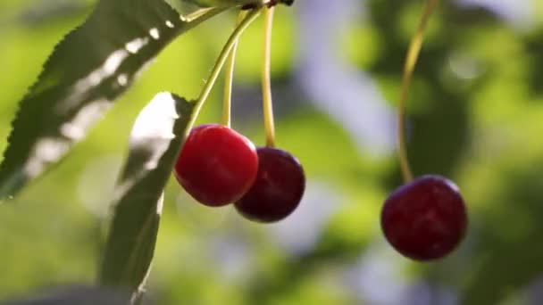 Röda körsbärs frukter som rör sig i vinden i sommarträdgården — Stockvideo