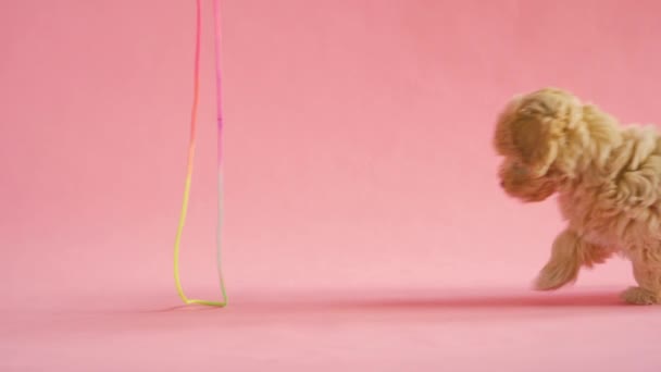 Puppy dog is playing with a cord on a pink background — Stock Video