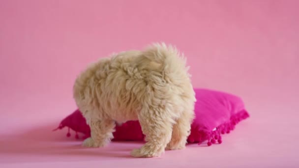 Cachorro perro está jugando con una almohada sobre un fondo rosa — Vídeos de Stock