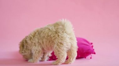 Yavru köpek pembe arka planda bir yastıkla oynuyor.