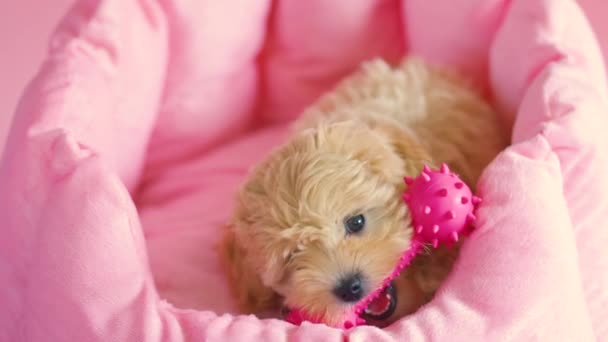Cucciolo di cane sta giocando nel suo covo su uno sfondo rosa — Video Stock