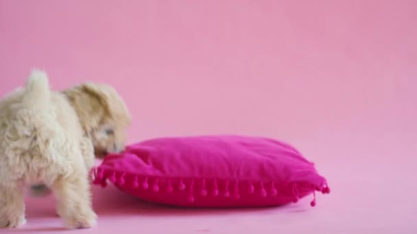 Cachorro perro está jugando con una almohada sobre un fondo rosa — Vídeo de stock