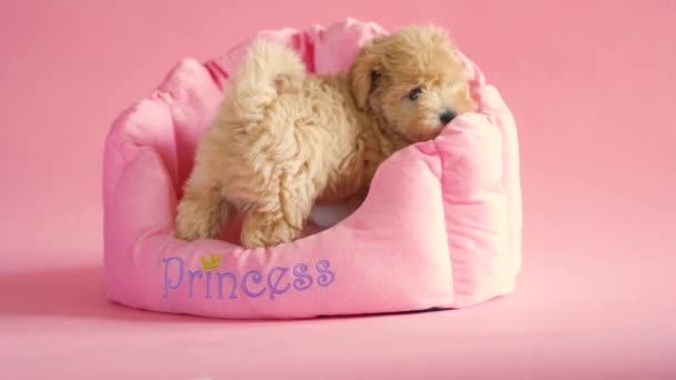 Цуценя собака грає в своєму лігві на рожевому фоні — стокове відео