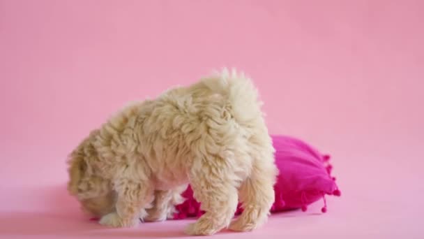 Yavru köpek pembe arka planda bir yastıkla oynuyor. — Stok video