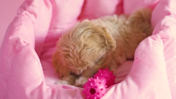 Cachorro perro está jugando en su guarida sobre un fondo rosa — Vídeos de Stock