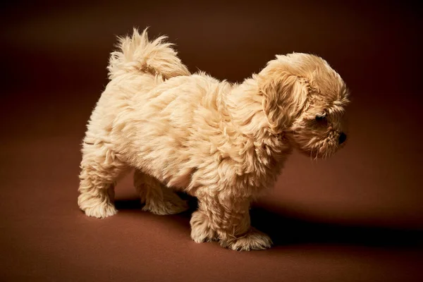 Little puppy dog is walking on brown background — Stock Photo, Image