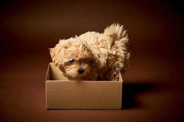 Little puppy dog playing with a box on a brown background — Stock Photo, Image