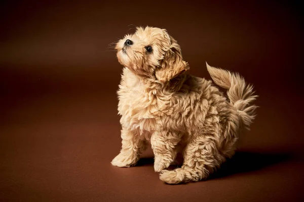 Pequeno cachorro cão senta-se em um fundo marrom — Fotografia de Stock
