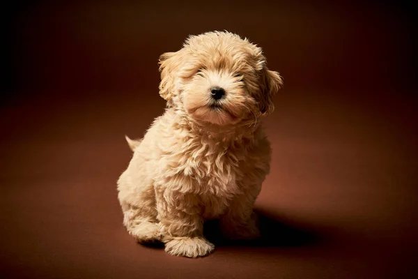 Kleine puppy hond zit op een bruine achtergrond — Stockfoto