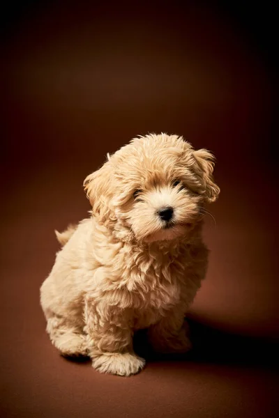 Pequeno cachorro cão senta-se em um fundo marrom — Fotografia de Stock