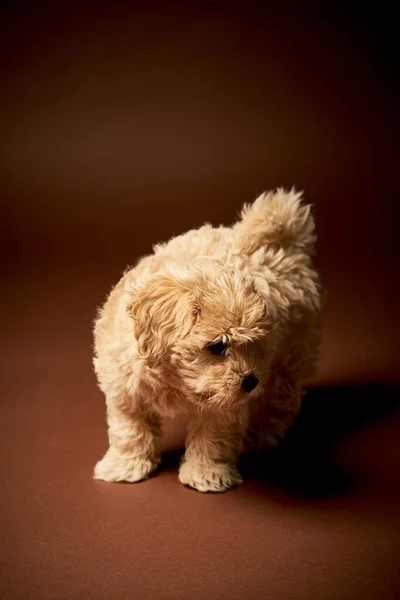 Kleine puppy hond loopt op bruine achtergrond — Stockfoto