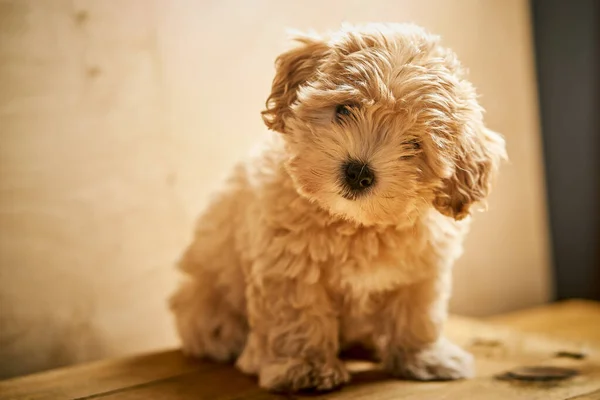 Schattige beige puppy zit op houten tafel — Stockfoto