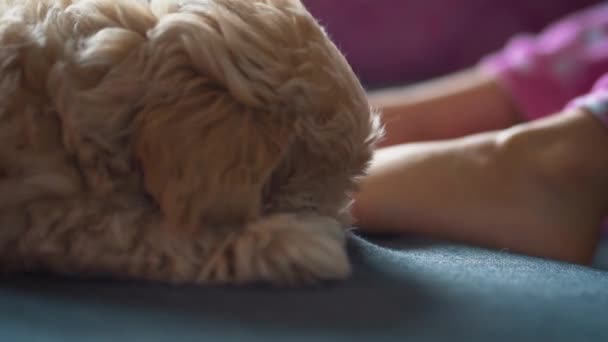 Pequeno filhote de cachorro creme bonito no sofá cinza — Vídeo de Stock