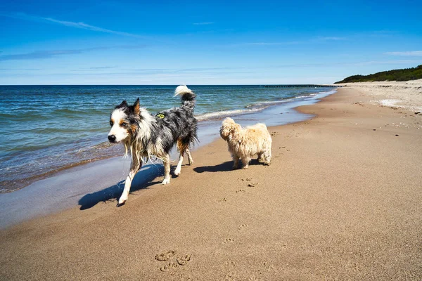 Hunde laufen und spielen im Sommer am Strand — Stockfoto