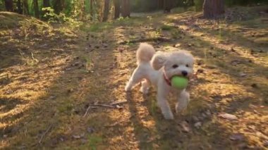 Yavru köpek yaz ormanlarında koşar ve oynar.