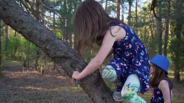 Dwie dziewczyny w letnich sukienkach wspinają się na drzewo w lesie — Wideo stockowe