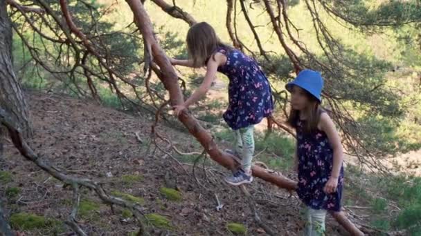 Dos chicas en vestidos de verano están trepando a un árbol en el bosque — Vídeo de stock