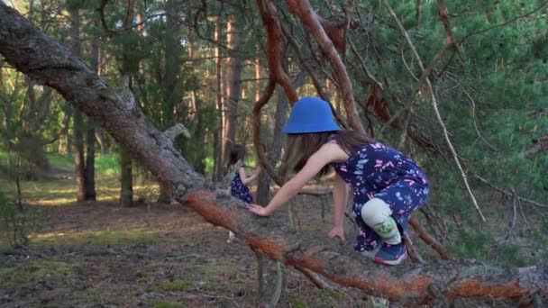 Маленька дівчинка в літній сукні піднімається на дерево в лісі — стокове відео