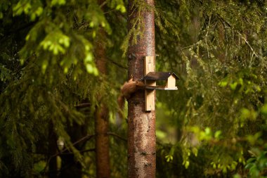 sincap ağaçta beslenen bir kuşun tohumlarını yer.