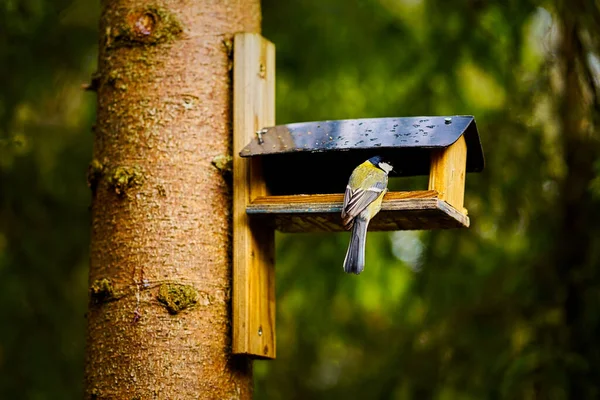 bird eats the grain from the feeder in the summer forest