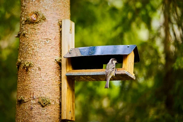 Pássaro come o grão do alimentador na floresta de verão — Fotografia de Stock