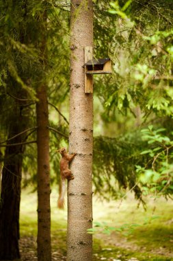 sincap ağaçta beslenen bir kuşun tohumlarını yer.