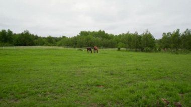 İki güzel kahverengi at otlakta yürüyor.